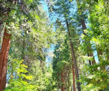 Pollock Pines Mobile Home Park