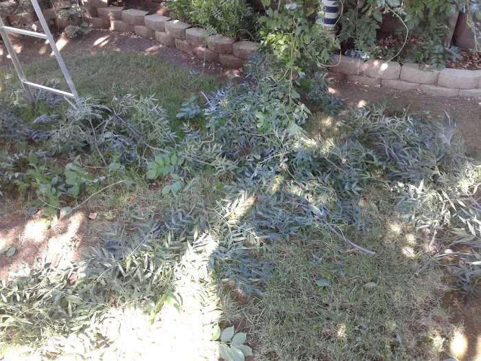 Ione Mobile Home Park Picture 9