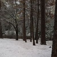 Meadow Pines Estates ico