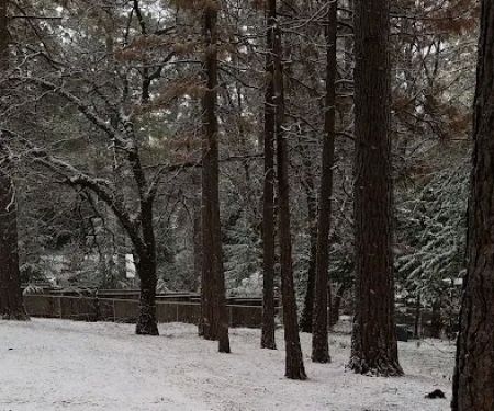 Meadow Pines Estates