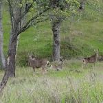 Rambling Hills Estates