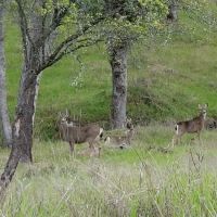 Rambling Hills Estates ico