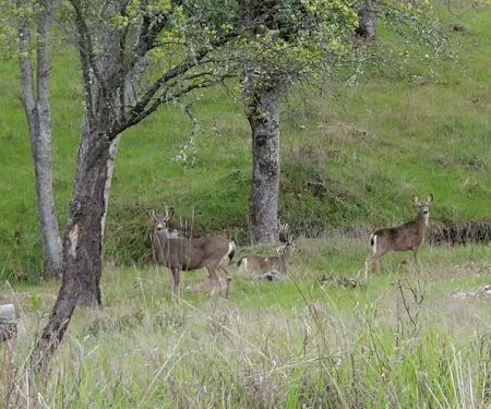 Rambling Hills Estates