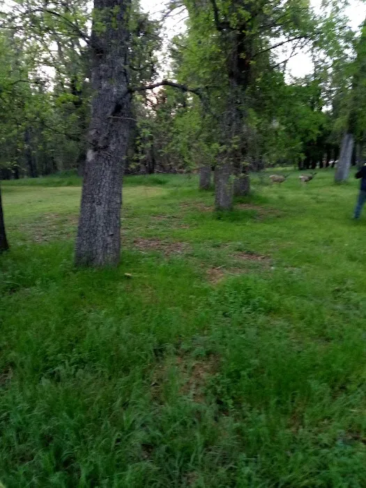 Ponderosa Mobile Home Park Picture 6