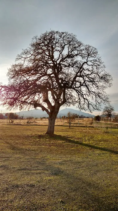 Redding Hilltop Estates Picture 9