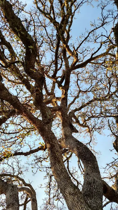 Redding Hilltop Estates Picture 7