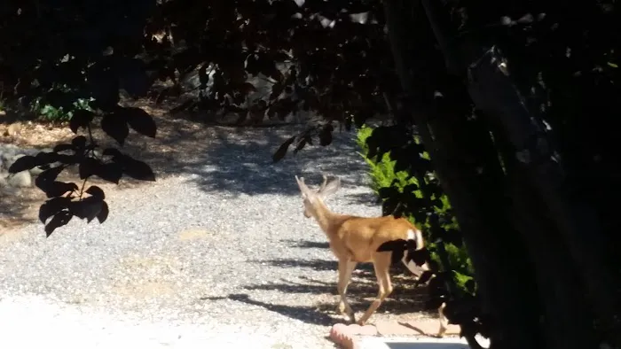 Cedar Oaks Mobile Home Park Picture 6