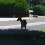 Cedar Oaks Mobile Home Park