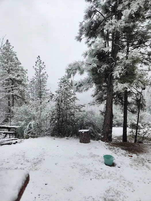 Lake Shasta Pines RV Park Picture 4