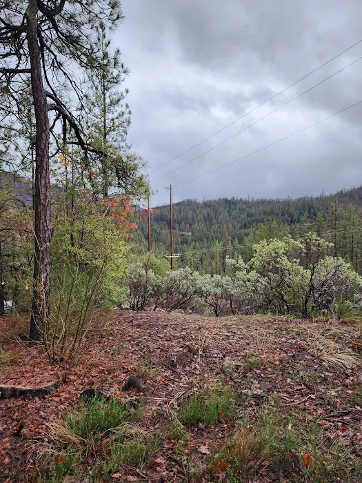 Lake Shasta Pines RV Park Picture 3