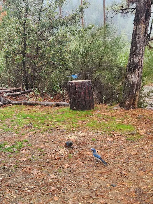 Lake Shasta Pines RV Park Picture 1