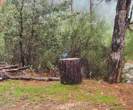 Lake Shasta Pines RV Park