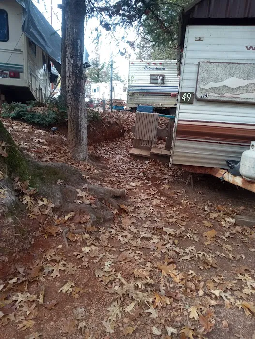 Lake Shasta Pines RV Park Picture 2