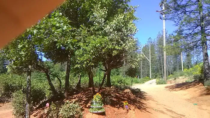 Lake Shasta Pines RV Park Picture 10