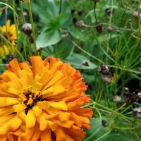 Meadowbrook Estates ico