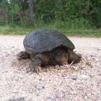 Stillwater Lakes ico