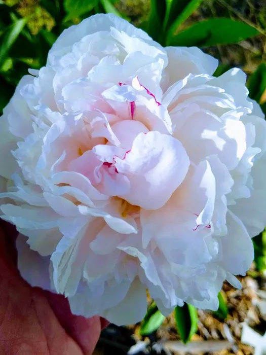 Lake Forest Mobile Home Community, LLC. Picture 10