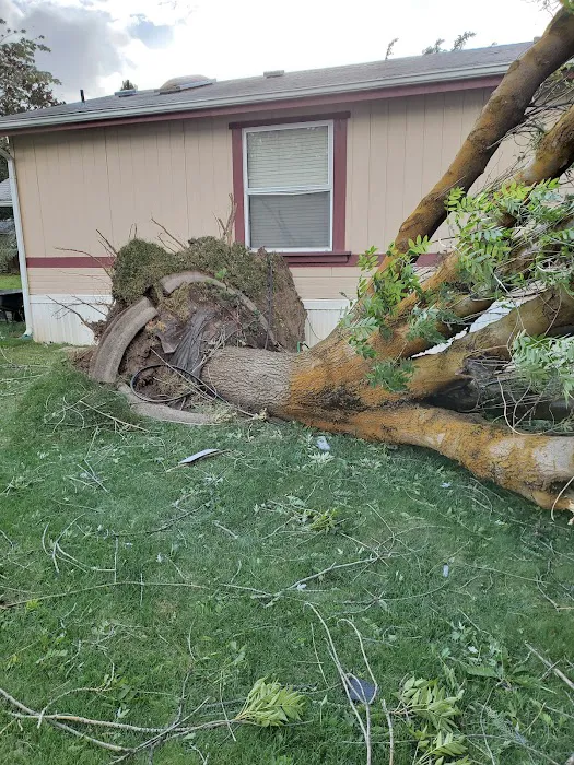 Cottonwood Picture 10