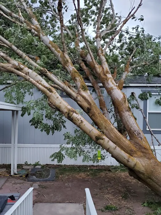 Cottonwood Picture 8