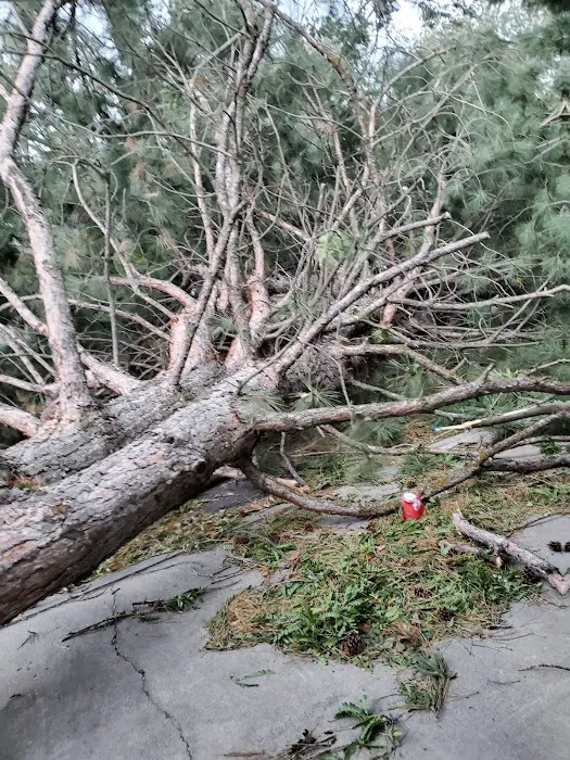 Cottonwood Picture 9