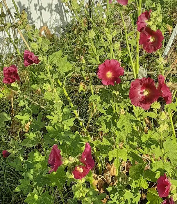 Monte Vista Mobile Home Park Picture 5