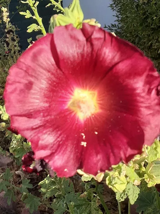 Monte Vista Mobile Home Park Picture 3