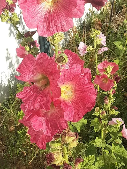 Monte Vista Mobile Home Park Picture 4