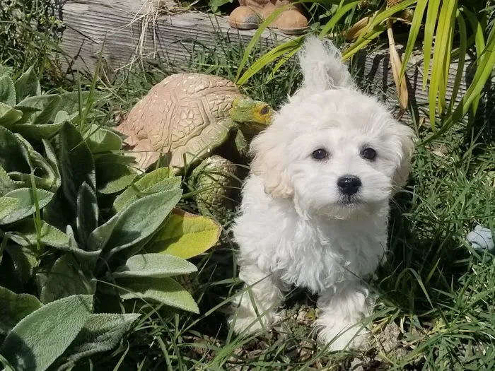 Country Meadows Community Picture 7