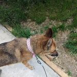 Millcreek Mobile Homes