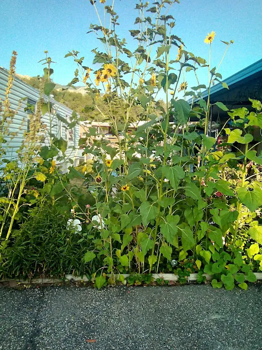 Big Horn 55+ Senior Community Picture 10