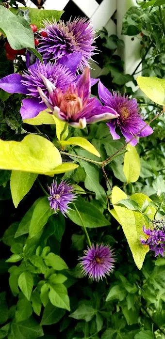 Westwood Village Picture 2