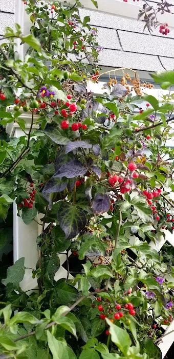 Westwood Village Picture 4