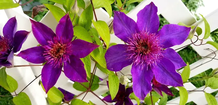 Westwood Village Picture 5