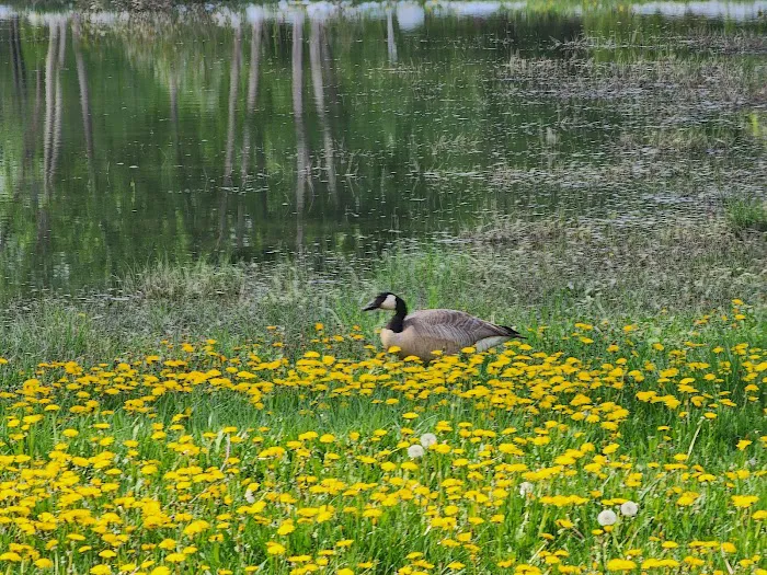 Creekside RV Park Picture 4