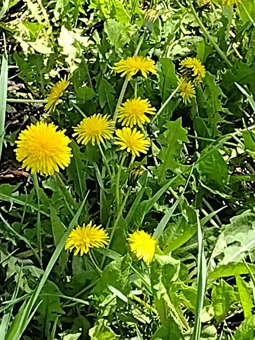 Creekside RV Park Picture 7