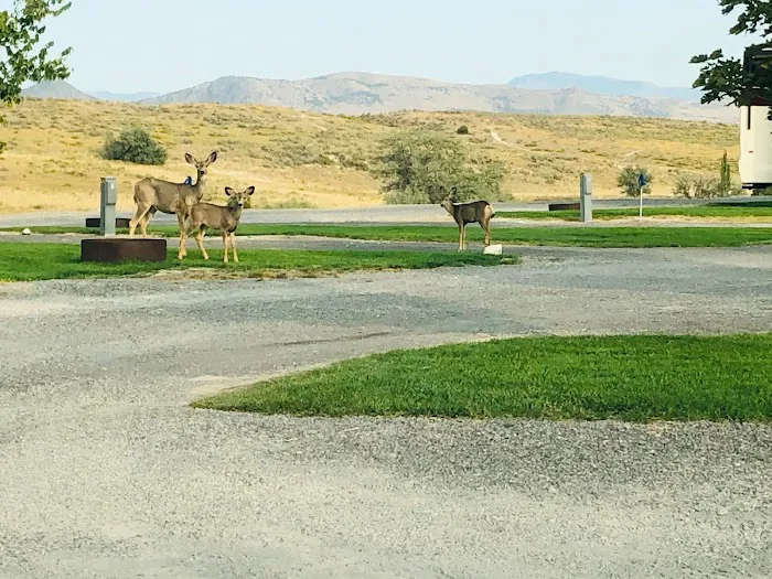 Belmont Hot Springs RV Park Picture 4