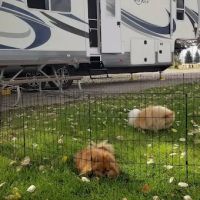 Downey City RV Park ico