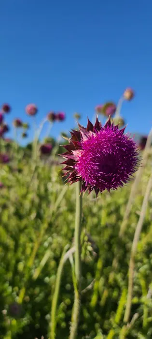 McCammon RV Park Picture 8