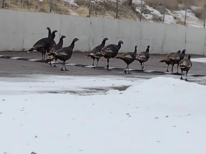 The Flamingo Picture 1