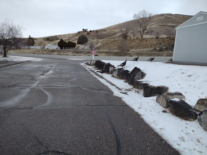 The Flamingo Picture 2