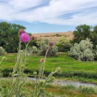 Batise Springs RV Park ico