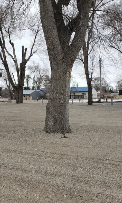 Blackfoot RV Park Picture 4