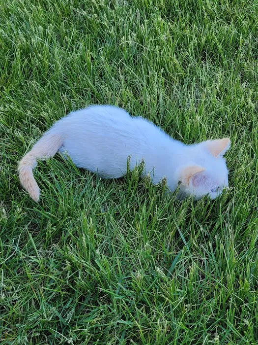 Eastern Idaho State fair RV park Picture 8