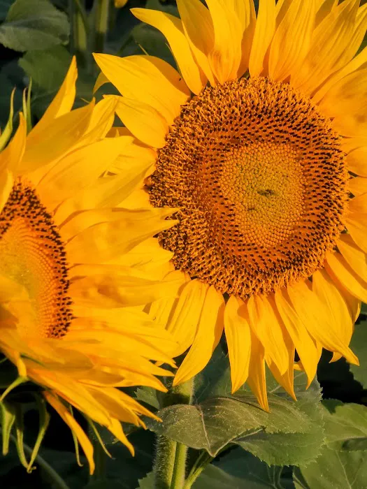 A Prairie Breeze RV Park Picture 5