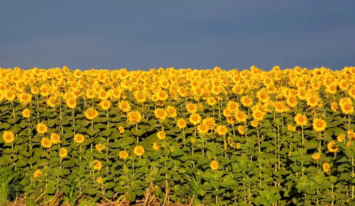 A Prairie Breeze RV Park Picture 4