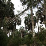 Sabal Palm Mobile Homes Park