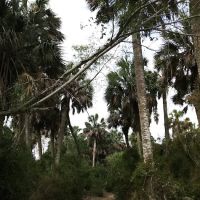 Sabal Palm Mobile Homes Park ico