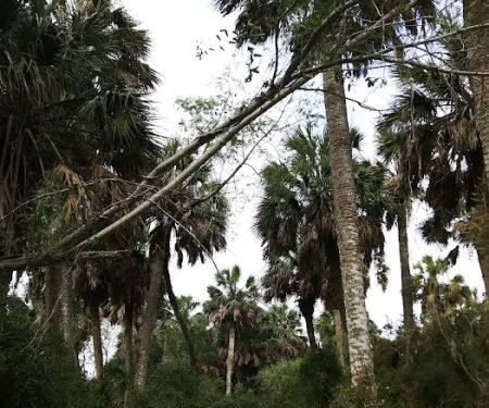 Sabal Palm Mobile Homes Park