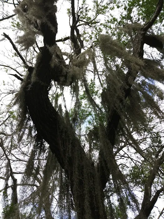 Sabal Palm Mobile Homes Park Picture 5