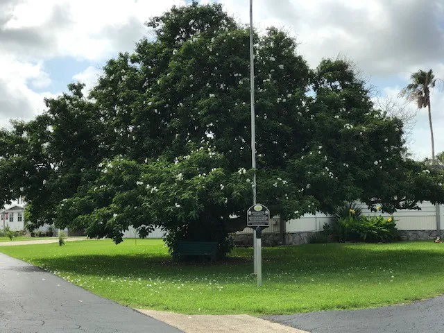 Palm Resaca Mobile Home Park, Inc. Picture 2